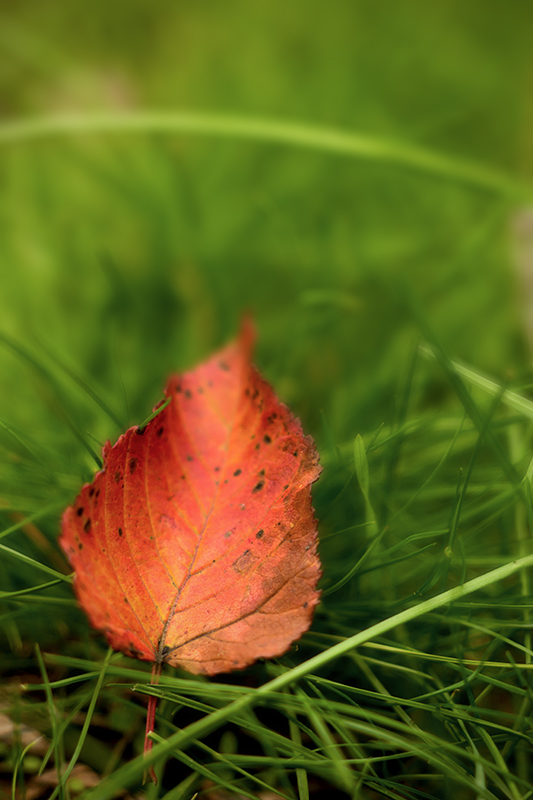 фото "Осень ..." метки: макро и крупный план, пейзаж, фрагмент, Запорожье, Украина, лист, трава