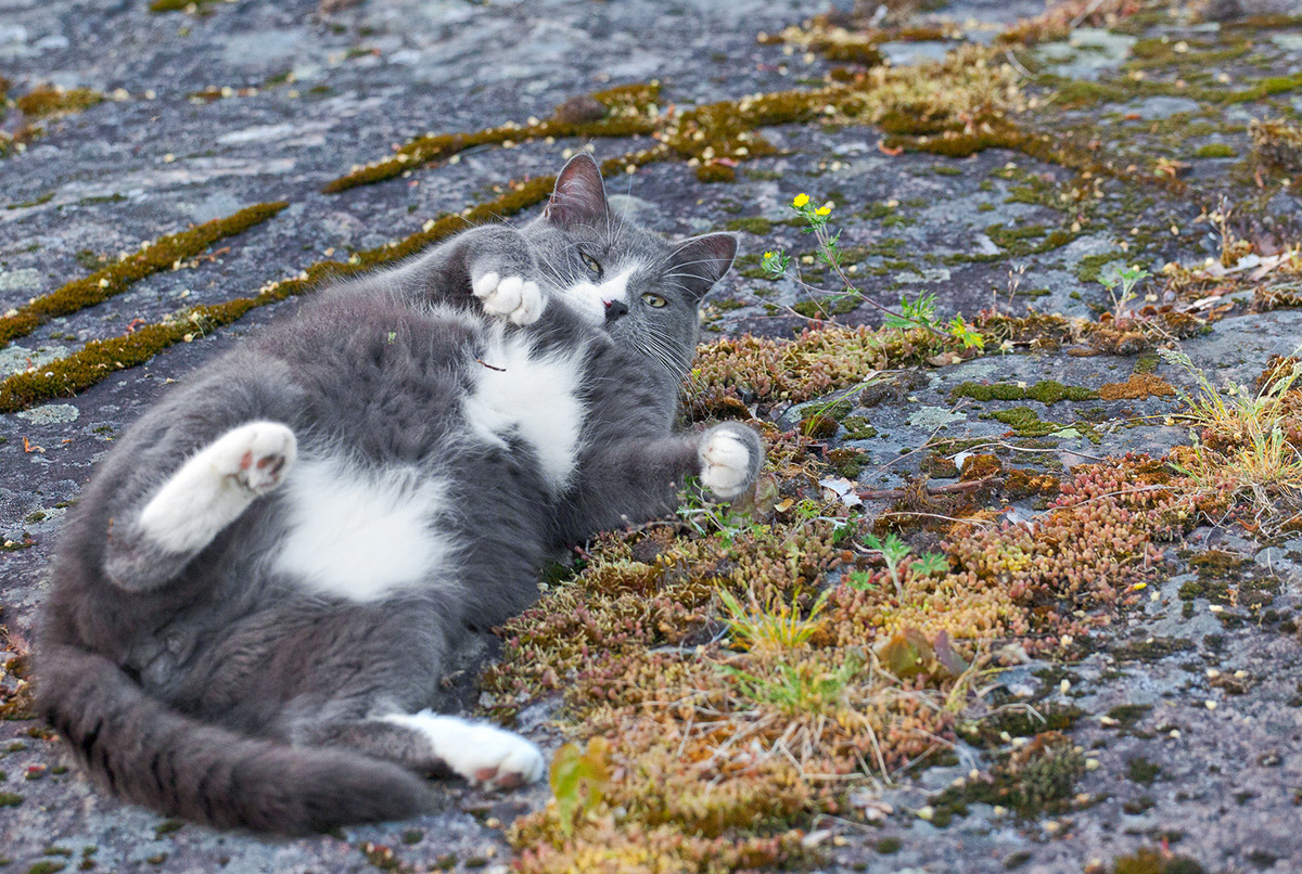 фото "Кот...  островной Абориген... Ласковый... ;)" метки: репортаж, кот, озеро Вуокса, остров