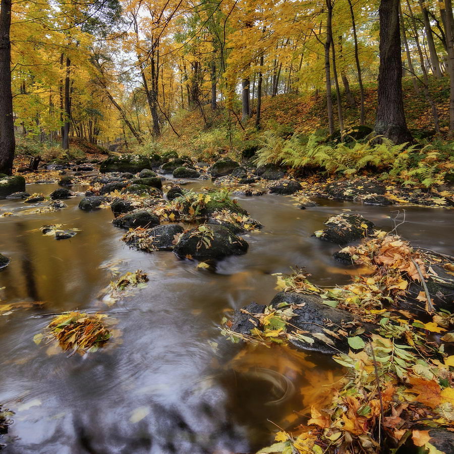 photo "***" tags: landscape, nature, panoramic, autumn, forest, park, river, ГМЗ Петергоф, Ленинградская обл, Ленинградская область, Ломоносов, ораниенбаум, ручей