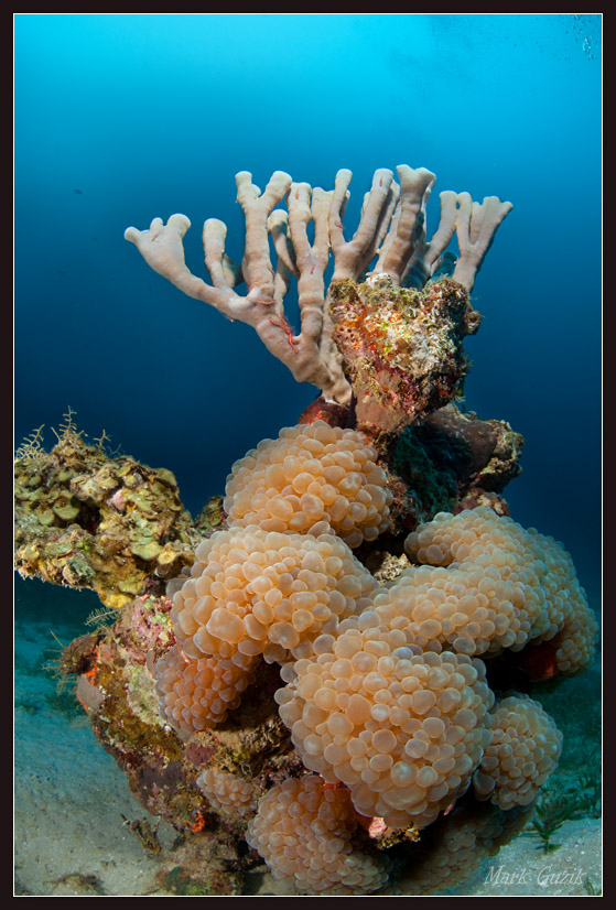 photo "The Hut anemones" tags: underwater, 
