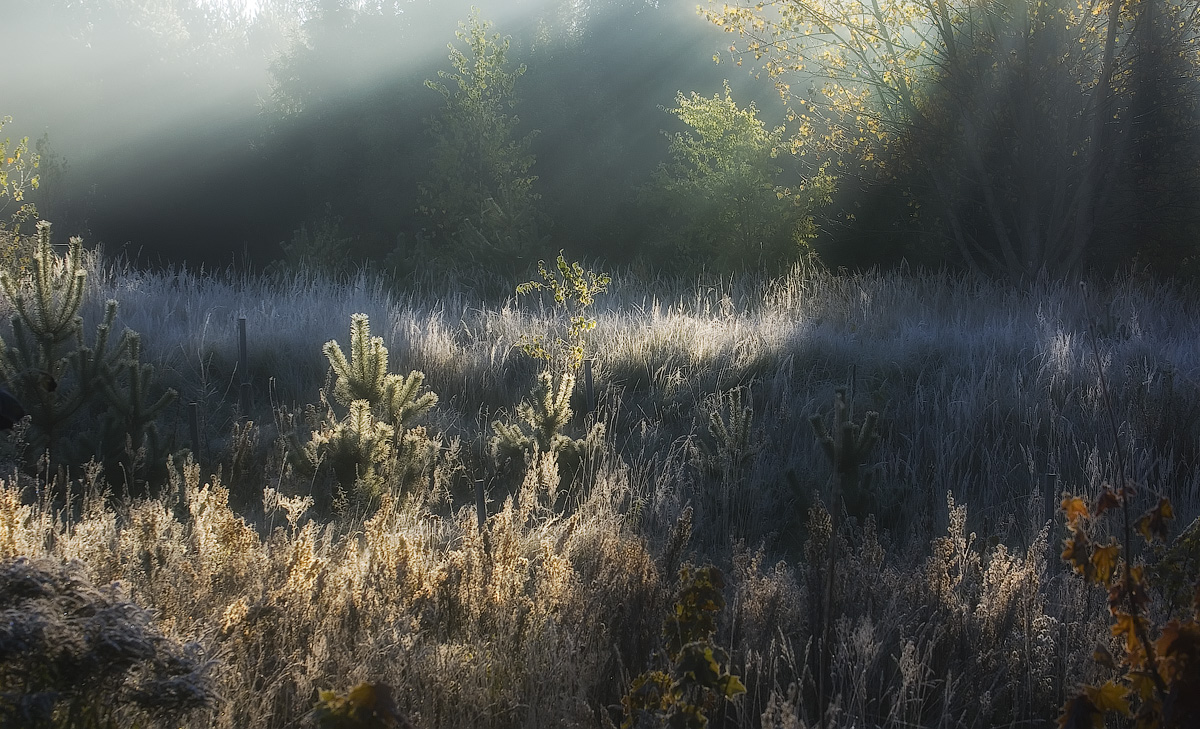 photo "Frost" tags: , 