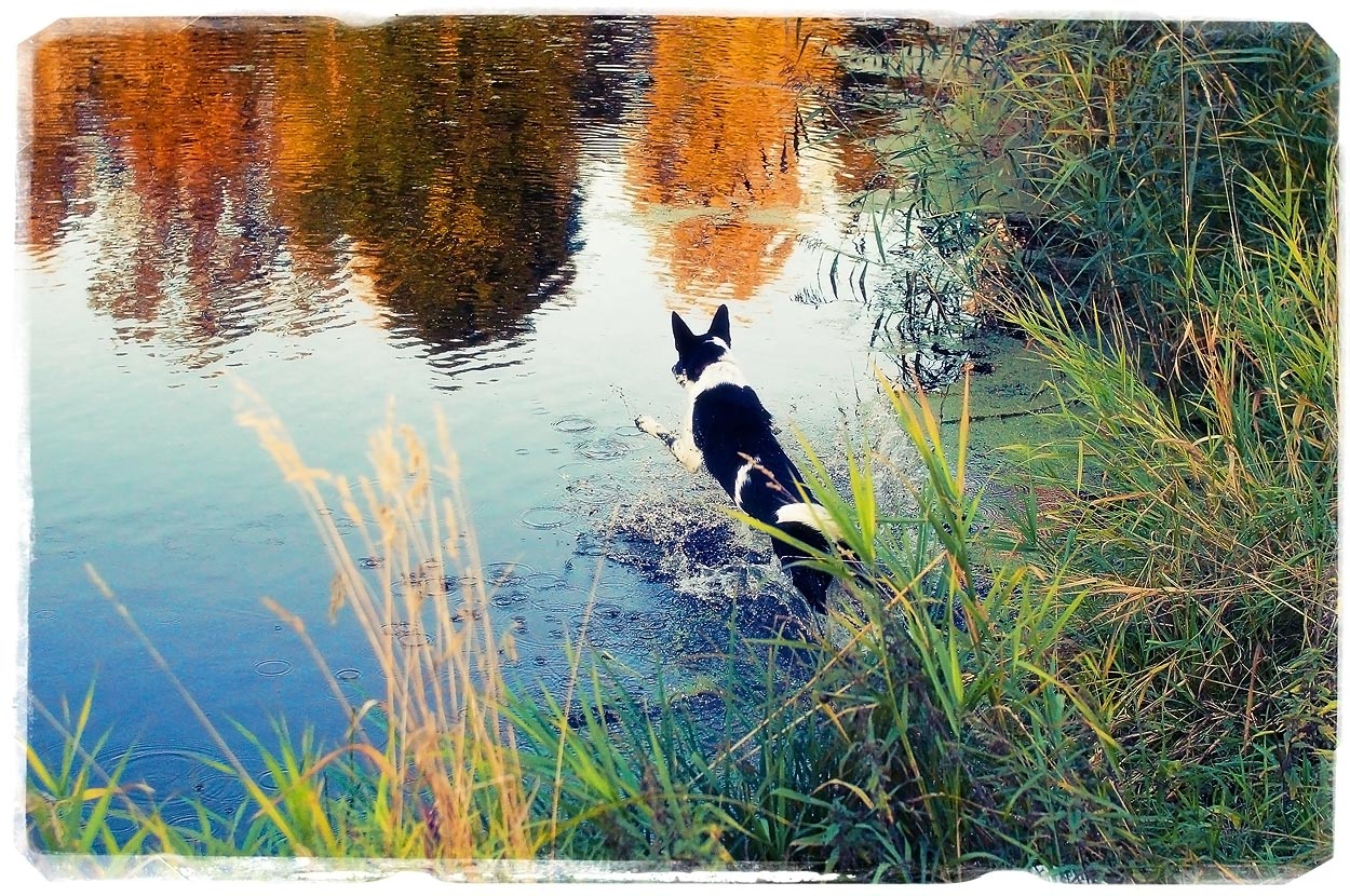 фото "Прыжок в осень" метки: природа, вода, осень