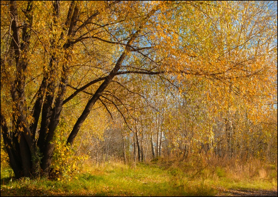 photo "Autumn colors" tags: landscape, autumn, forest, листья