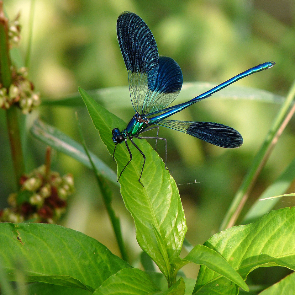 photo "***" tags: macro and close-up, nature, insect