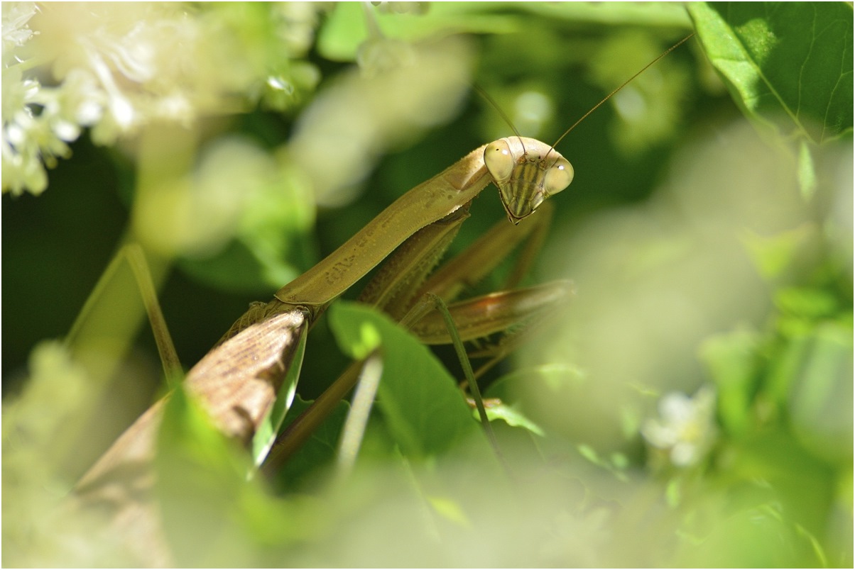 photo "alien invasion!" tags: nature, macro and close-up, insect, wild animals