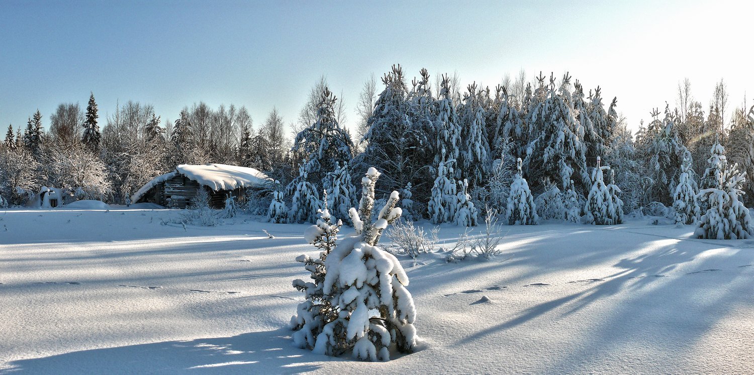 photo "***" tags: landscape, nature, forest, winter