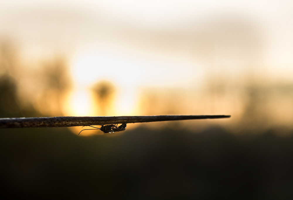 фото "Через час высохну" метки: природа, макро и крупный план, жук, роса, утро