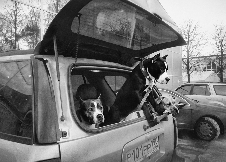 photo "***" tags: black&white, street, собака