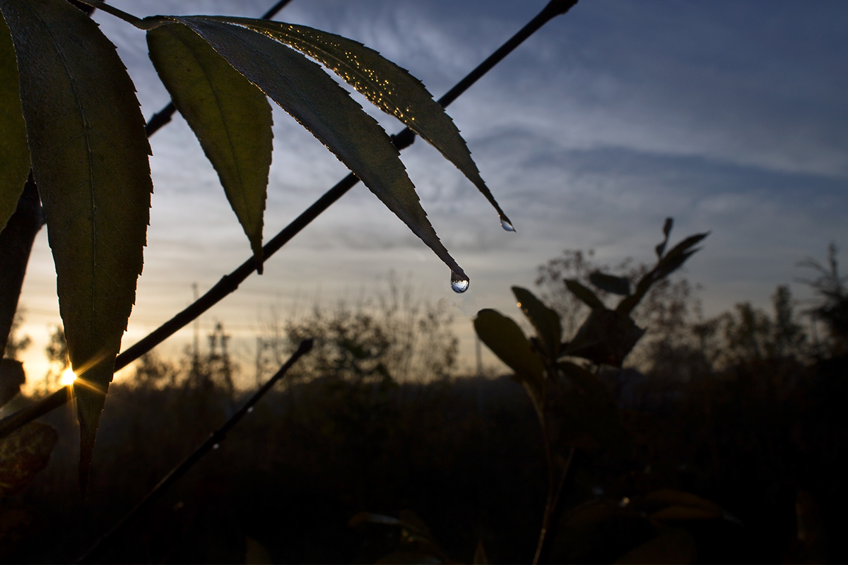 photo "***" tags: nature, landscape, drop, morning, sun, роса