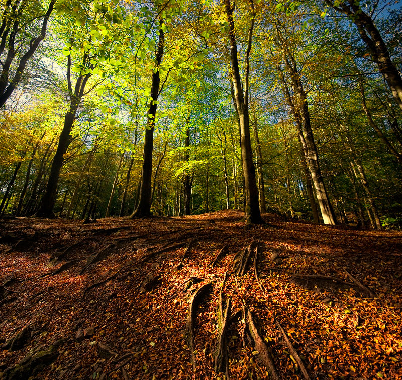 photo "Roots and Leafs" tags: landscape, 