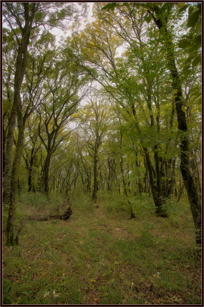 фото "картинка осени..." метки: пейзаж, дождь, лес, осень