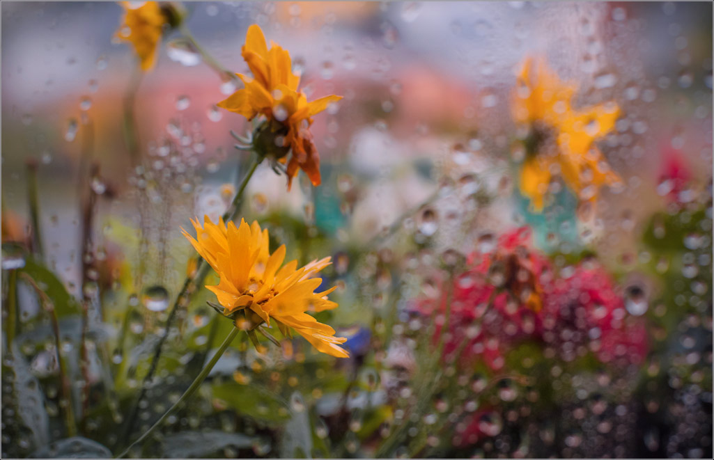 photo "***" tags: nature, autumn, flowers, foto liubos