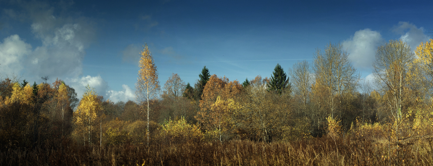 photo "Autumn forest" tags: , autumn, clouds, forest