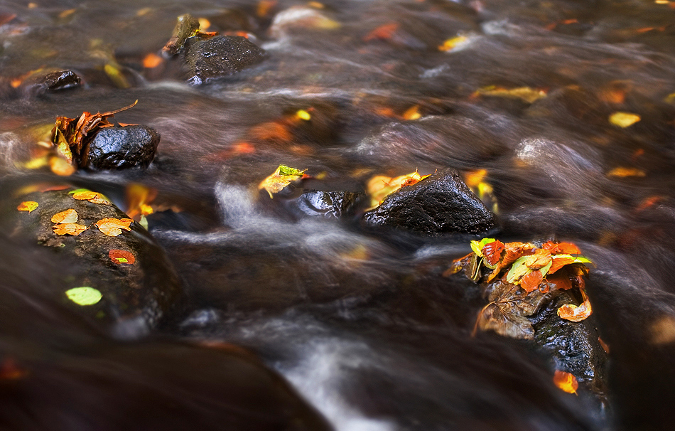 фото "Autumn flow" метки: природа, 