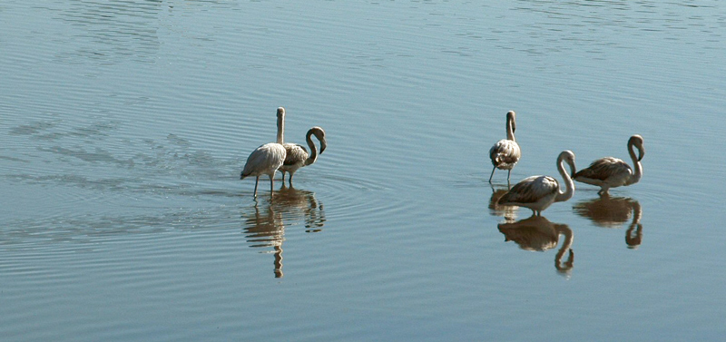 photo "River Tagus" tags: nature, landscape, panoramic, Europe, Tagus, Tejo, animals, birds, estuary, portugal, reflections, river, water