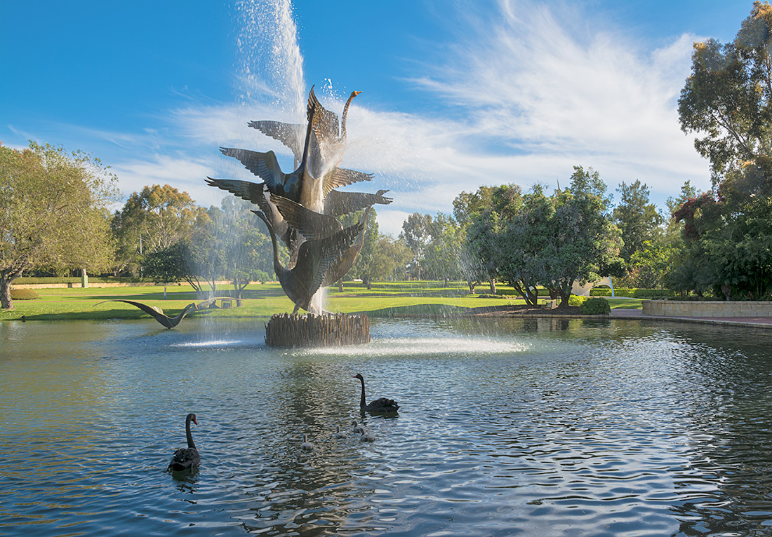 photo "***" tags: nature, birds, black swan, blue, clouds, sky, trees