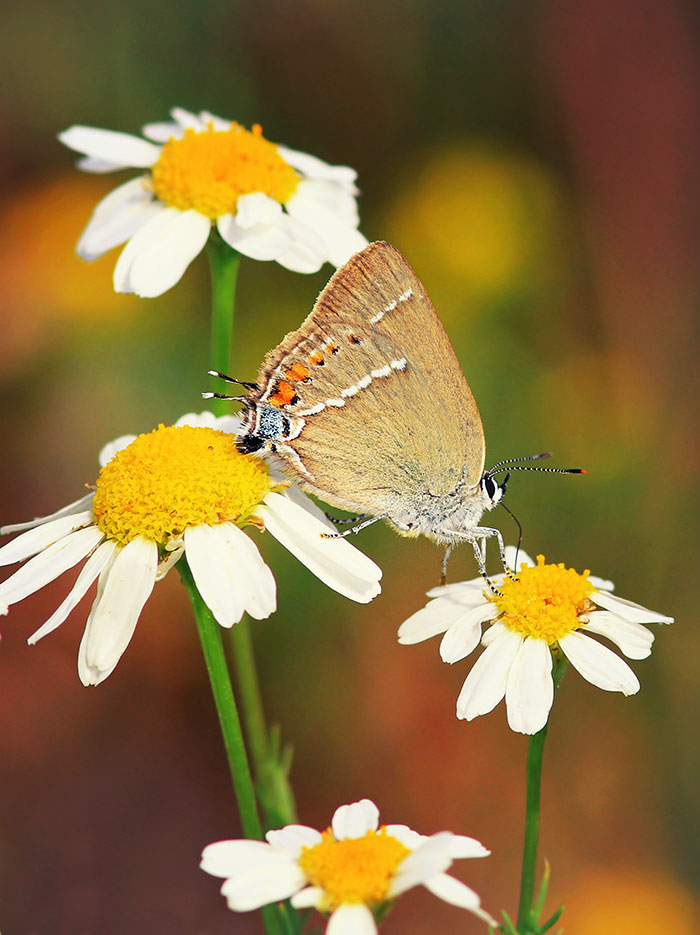 photo "***" tags: nature, macro and close-up, 