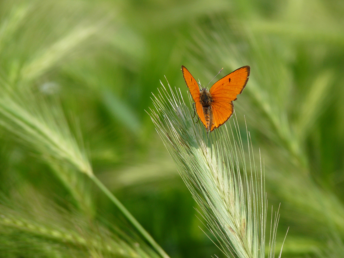 photo "***" tags: macro and close-up, nature, insect