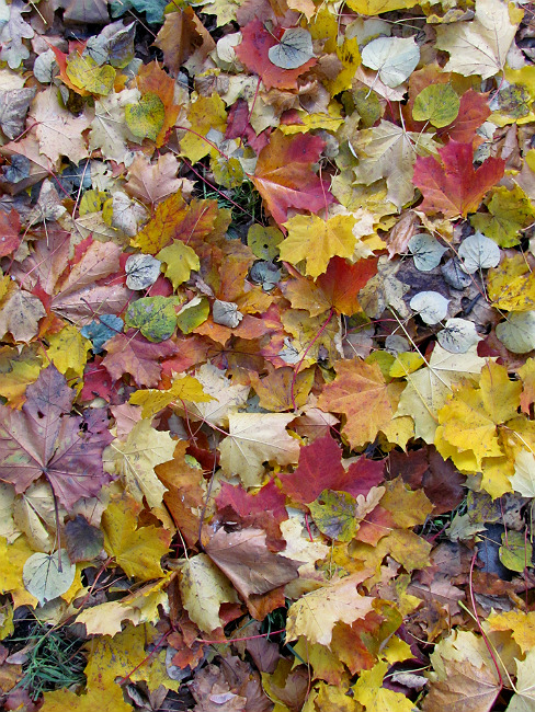 photo "leaves" tags: nature, misc., landscape, 