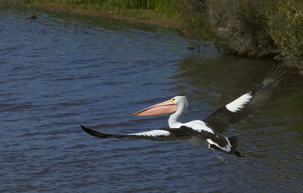photo "Pelican" tags: nature, 