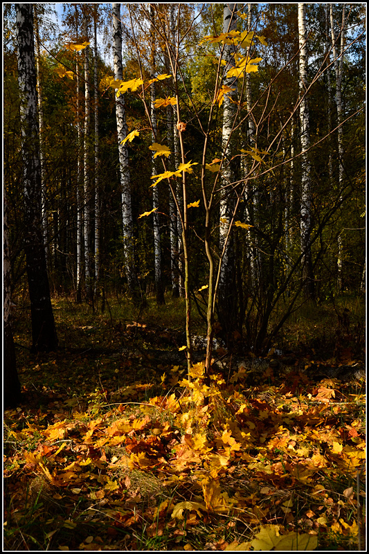 фото "Опавшая листва" метки: пейзаж, природа, 