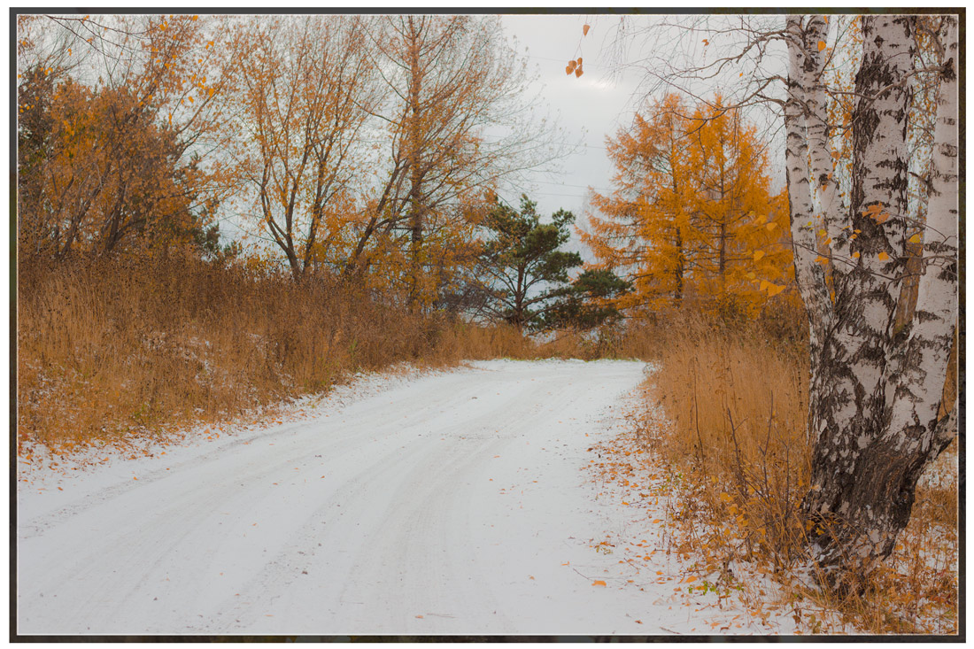 photo "***" tags: landscape, autumn, birches, forest, Красноярский край, лесная дорога, сибирь