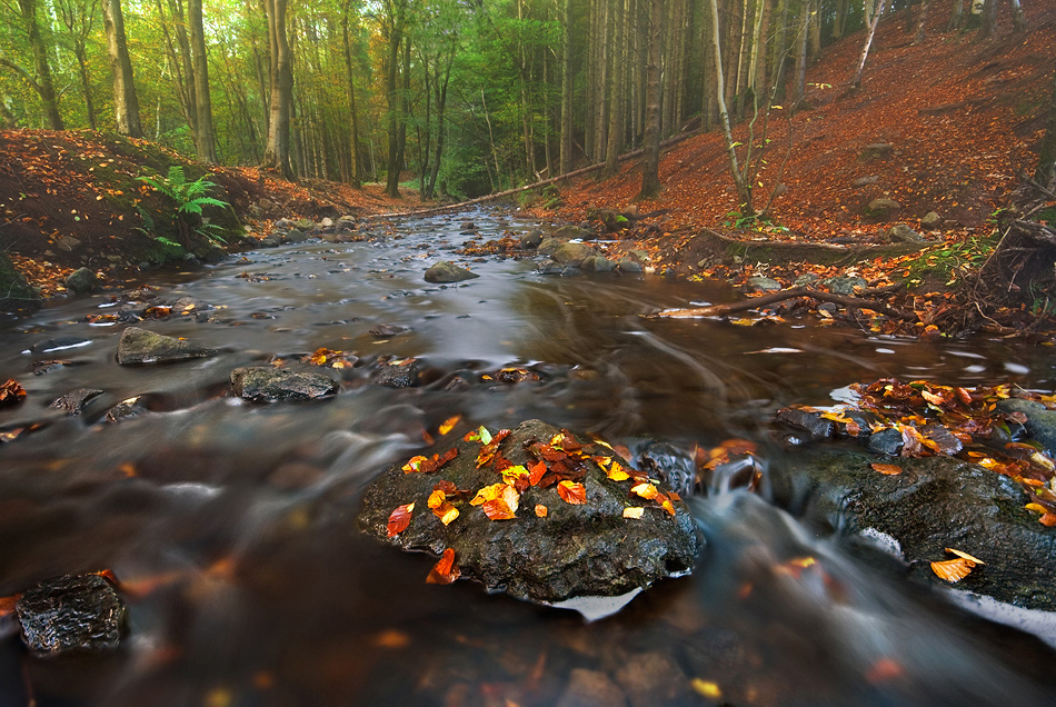 photo "Autumn Creek" tags: landscape, 