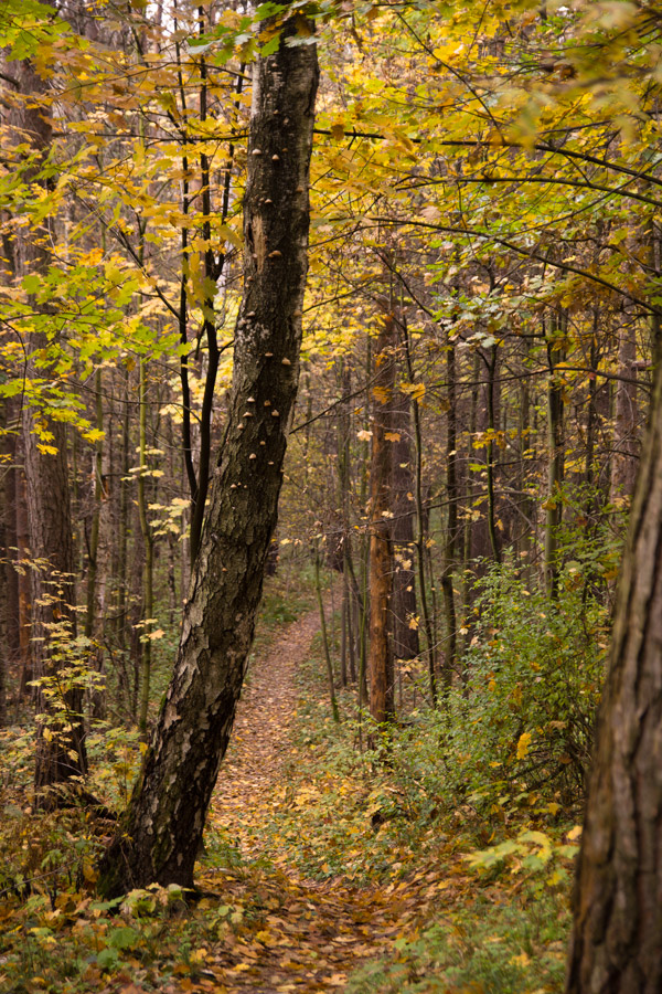 photo "Forest" tags: landscape, nature, autumn, forest, forest, деревья