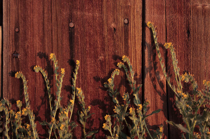 photo "Golden scorpion flowers and old barn" tags: nature, still life, landscape, Wildflowers, desert