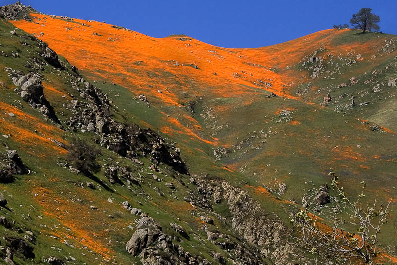 photo "Kern canyon California poppies" tags: landscape, Wildflowers, mountains, poppies