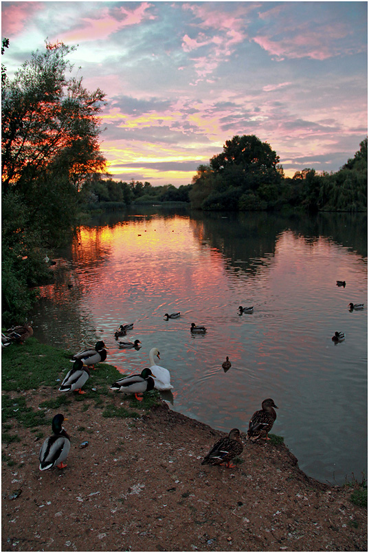 photo "***" tags: nature, evening, water, гусь, лебеди