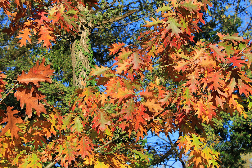 photo "***" tags: landscape, autumn