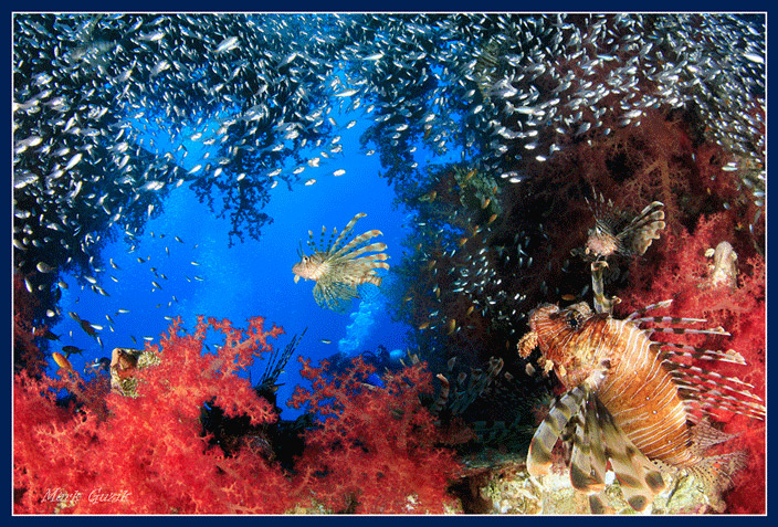 photo "The queen of the sea" tags: underwater, 