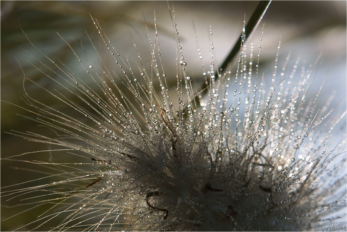 photo "***" tags: nature, macro and close-up, fragment, 