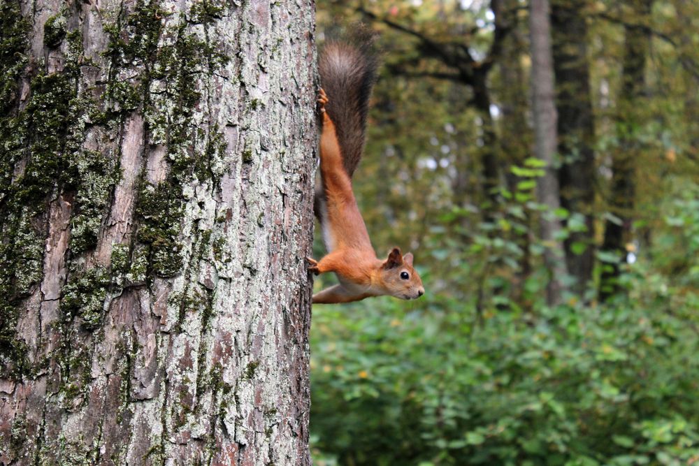 photo "red squirrel" tags: nature, macro and close-up, squirrel