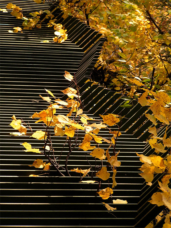 photo "Autumn abstraction" tags: street, autumn