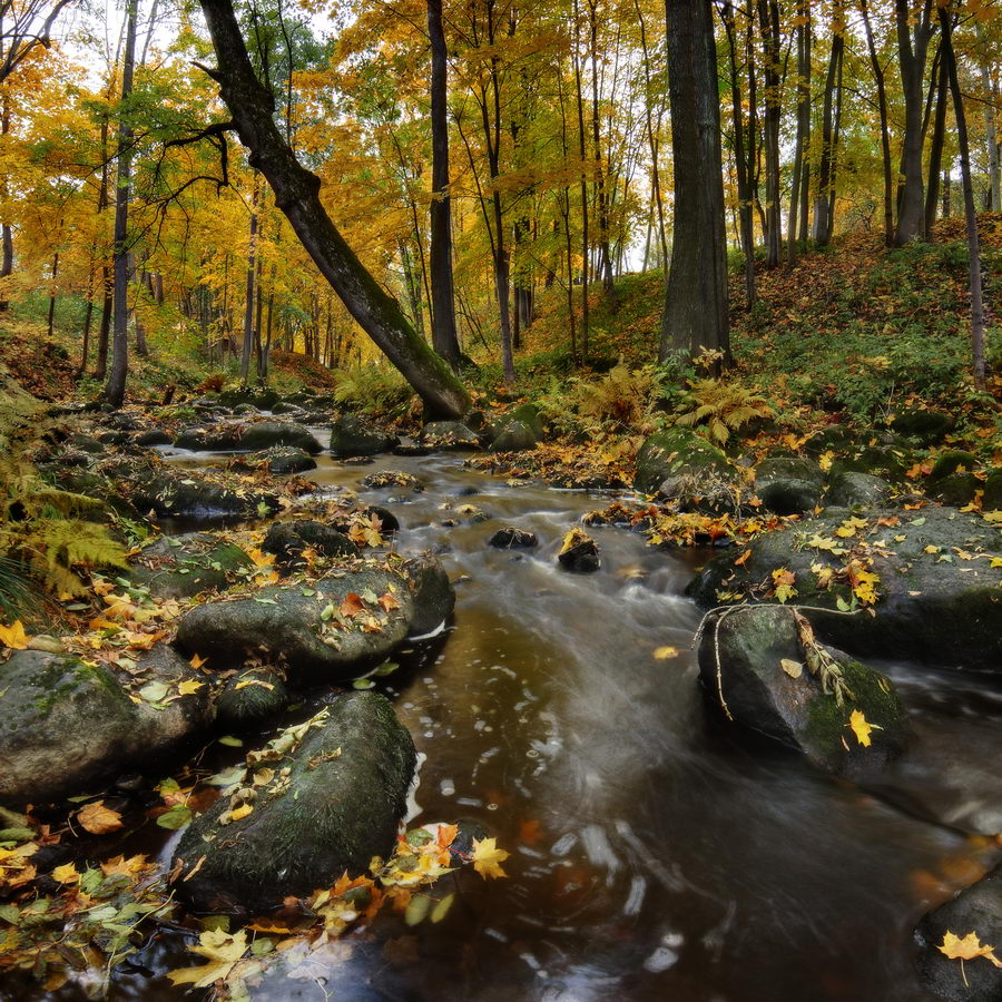 photo "***" tags: landscape, nature, autumn, forest, park, river, ГМЗ Петергоф, Ленинградская обл, Ломоносов, ораниенбаум, ручей