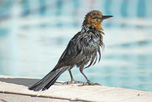 фото "On A Hot Summer Day: After Swimming" метки: природа, America, Miami, USA, birds