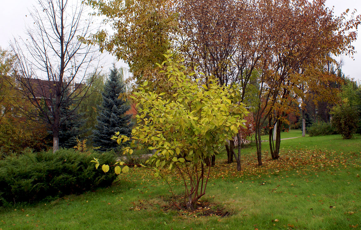 photo "Green & Red" tags: landscape, nature, Europe, Moscow, autumn, fall, green, red