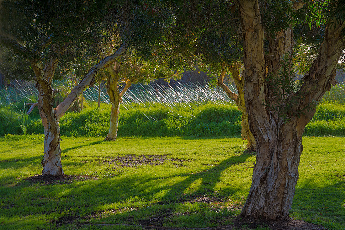 фото "Свет и тень" метки: природа, пейзаж, australian flora, bush, forest, grass, green