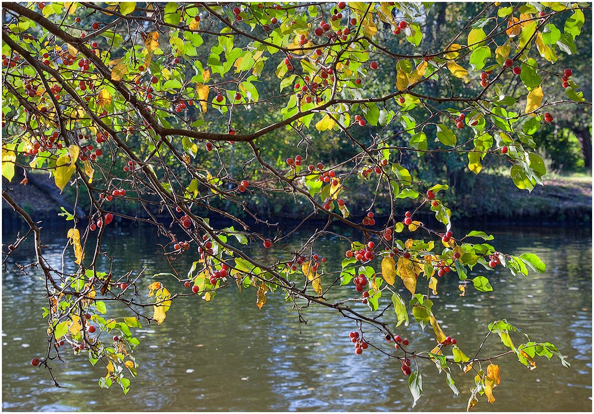 photo "autumn apple tree" tags: nature, 