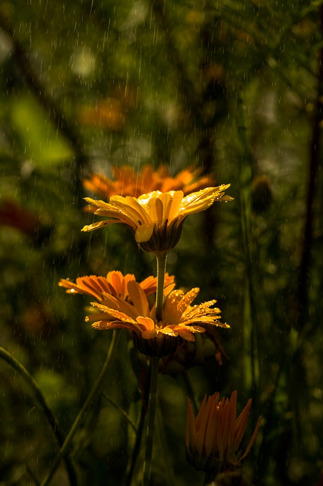 photo "***" tags: macro and close-up, nature, flowers, forest, summer, water, Нижний Тагил