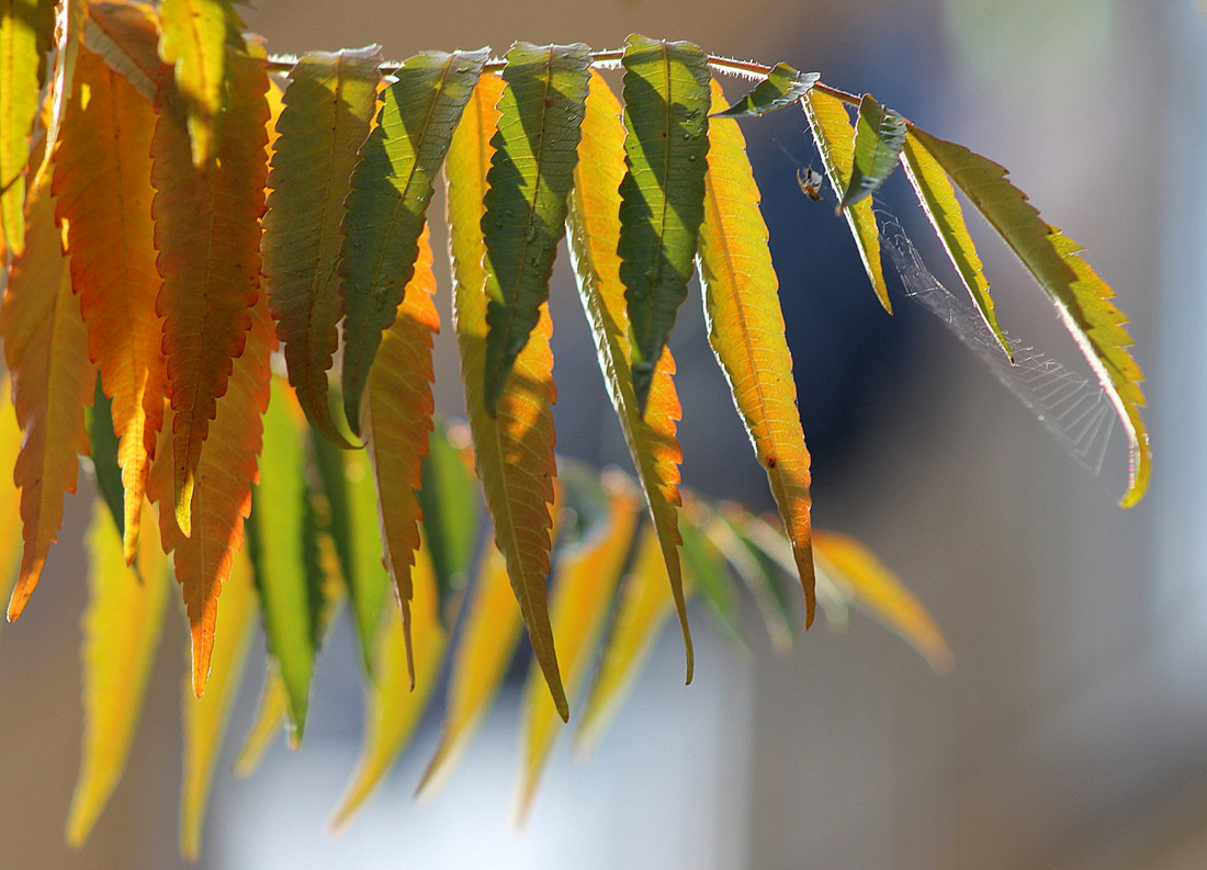 photo "And what if the leaves have a soul?" tags: nature, 