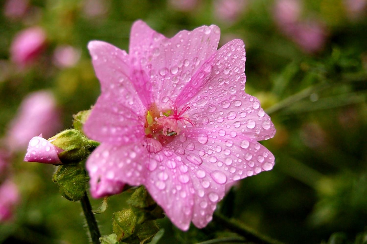 photo "***" tags: nature, macro and close-up, 