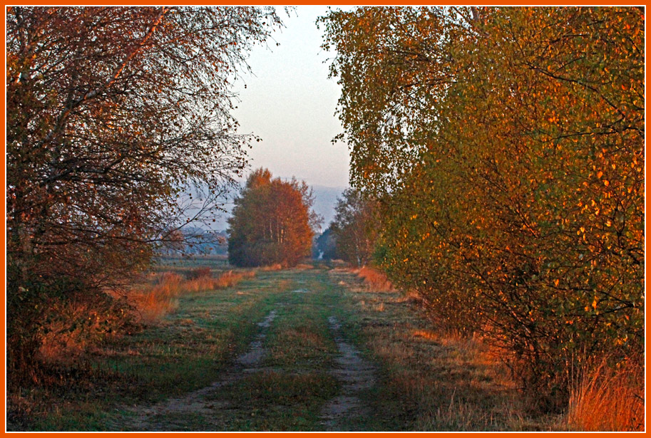 photo "autumn dream" tags: landscape, nature, Diepholzer Moor, Moorlandschaft, moor