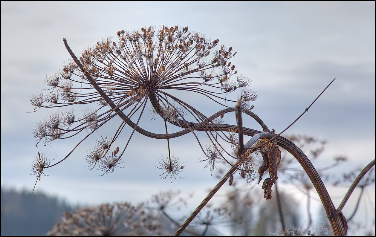 photo "bow" tags: nature, 