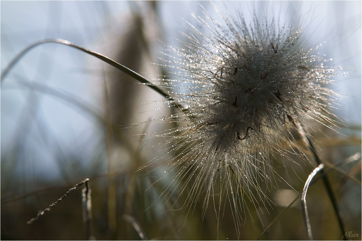 photo "***" tags: nature, 