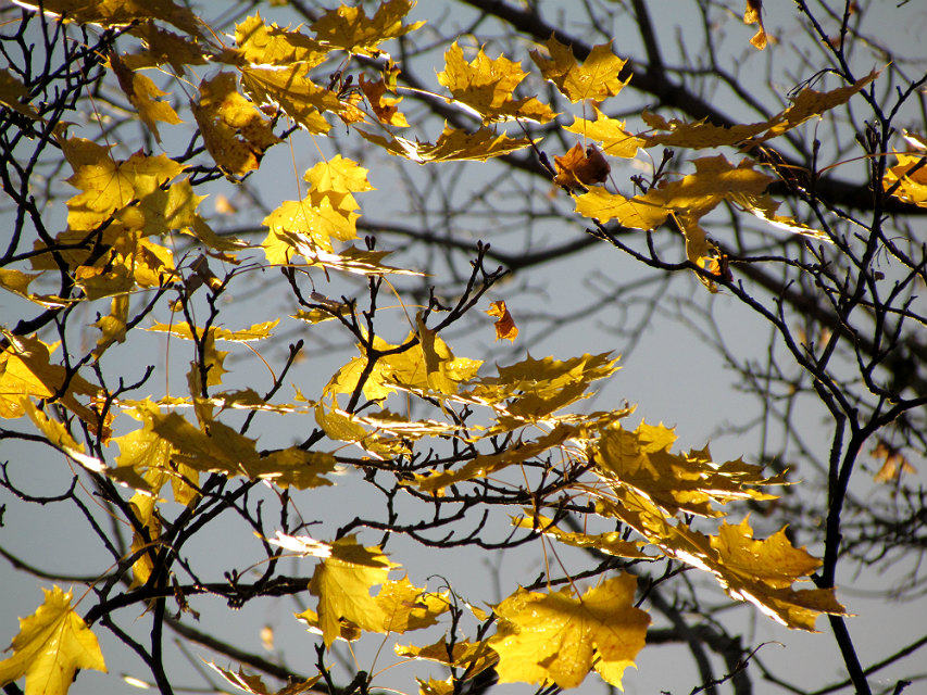 photo "wind" tags: nature, landscape, misc., autumn, tree