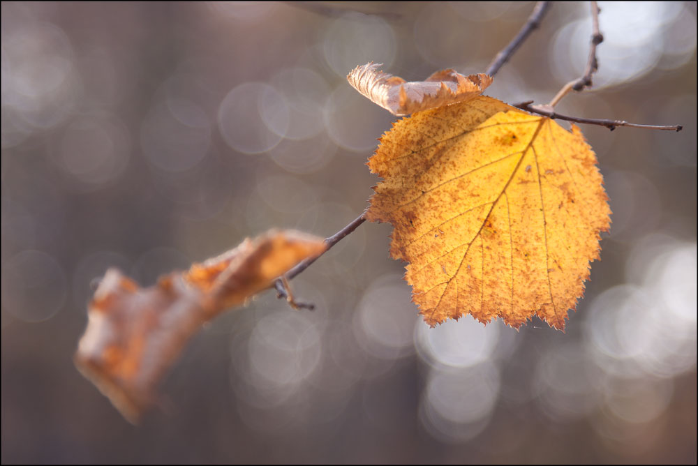 фото "В осенних лучах" метки: природа, краски., осень