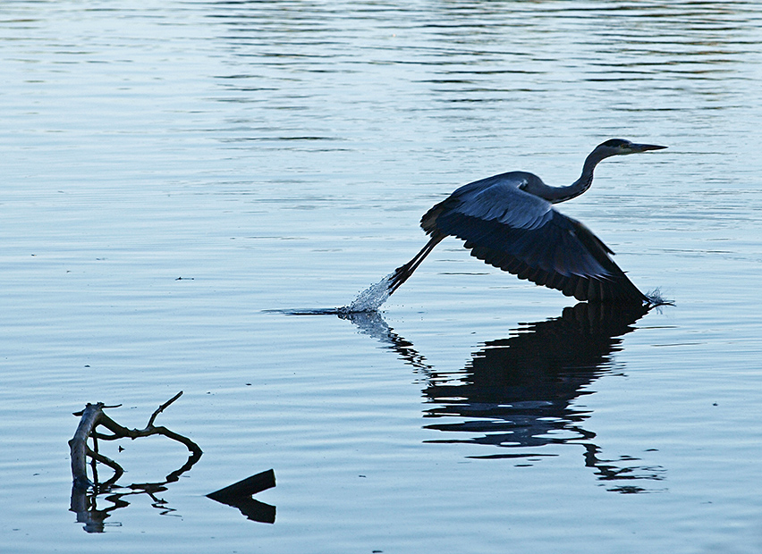 photo "Herons Graphic" tags: nature, reporting, 